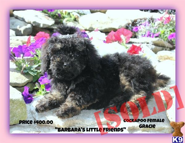 Cockapoo Female
